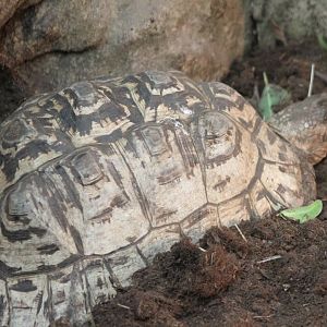 Tortoise ID