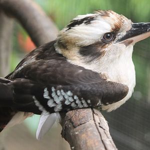 Kookaburra