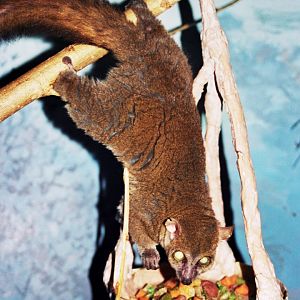 northern giant mouse lemur (Mirza zaza)
