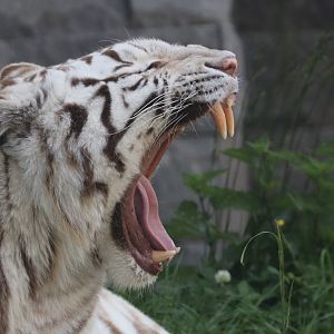 White tiger
