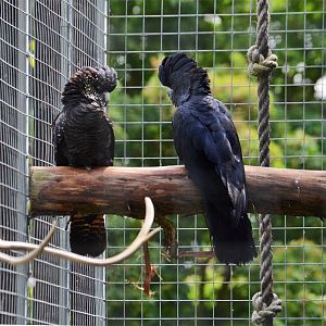 Red-tailed Black Cockatoo
