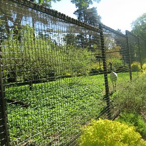 Riga Zoo - Red-crowned crane aviary