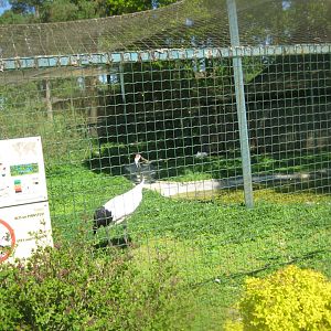Riga Zoo - Red-crowned crane aviary