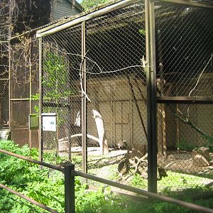 Riga Zoo - Egyptian vulture aviary