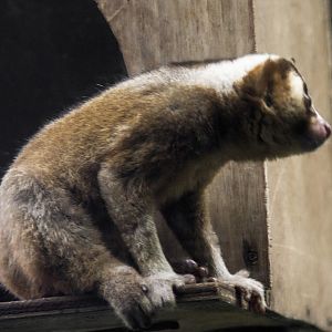 Javan Slow Loris, Nycticebus javanicus