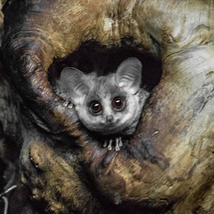 Mohol bushbaby, Galago moholi