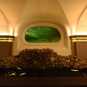 Gharial underwater view