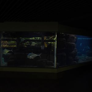 Schooling fish aquarium