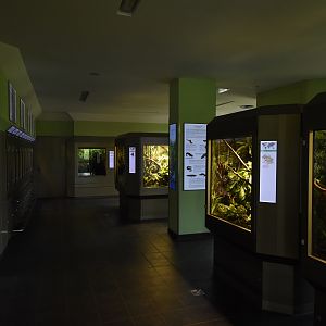 Amphibian section