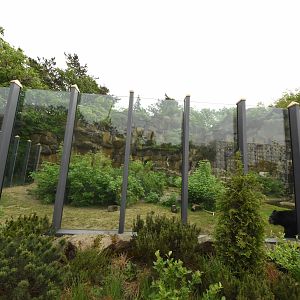 Black bear enclosure