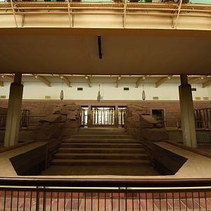 African elephant indoors