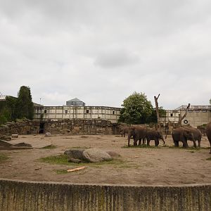 Asian elephant outdoors