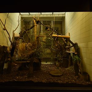 Monkey house - Lemur indoors
