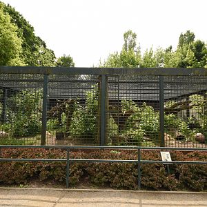 Malayan sun bear outdoors