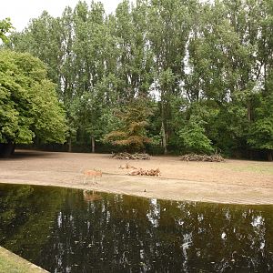 Pere david deer and Chinese water deer enclosure