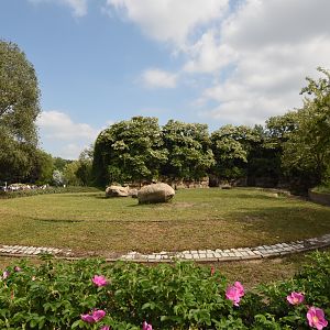 Indian rhino outdoors