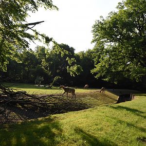 Nilgai and Hog deer enclosure