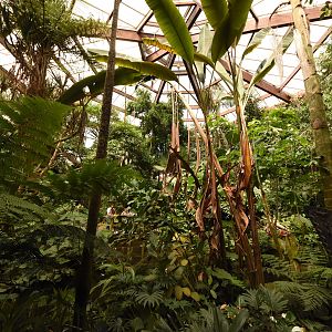 Rainforest house