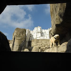 Polar bear enclosure