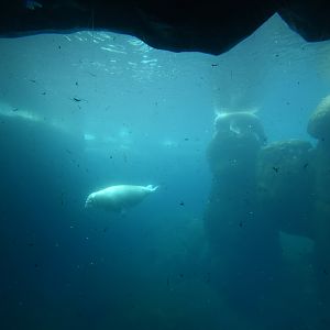 Walrus underwater view