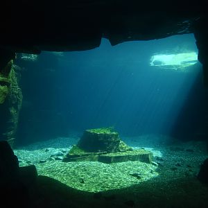 Humboldt penguin underwater view