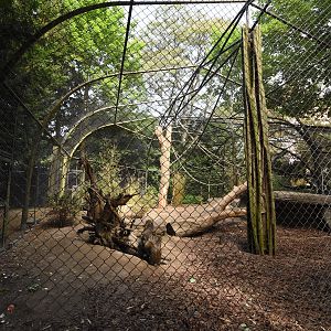 Mandrill cage