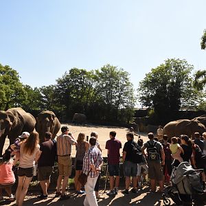 Elephant feeding