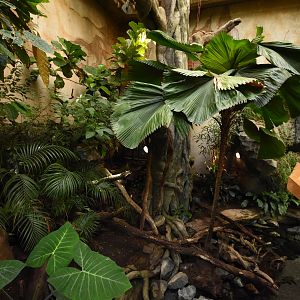 Tropenaquarium - S-American enclosure