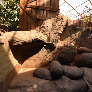Tropenaquarium - Hyrax enclosure