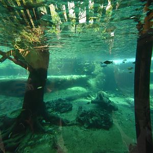Tropenaquarium - Nile crocodile underwater