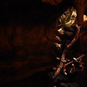 Tropenaquarium - Bat cave