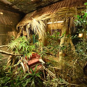 Tropenaquarium - King cobra terrarium