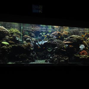 Tropenaquarium - Living coral reef tank