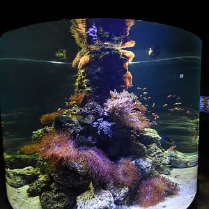 Tropenaquarium - Anemone fish tank