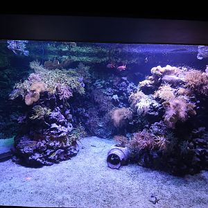 Tropenaquarium - Red sea tank