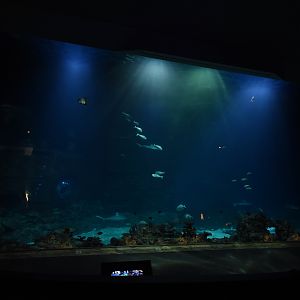 Tropenaquarium - Main tank
