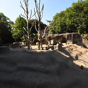 Hamadryas baboon enclosure