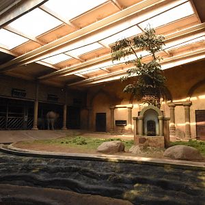 Asian elephant indoors