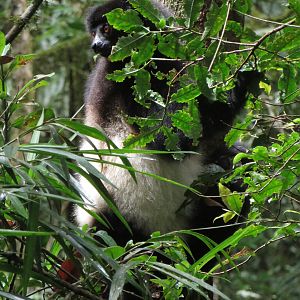 Milne-Edwards sifaka