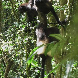 Milne-Edwards sifaka