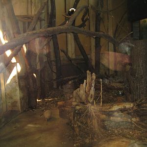 Riga Zoo - Tropical house - South American exhibit