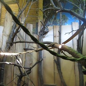 Riga Zoo - Tropical house - South American exhibit