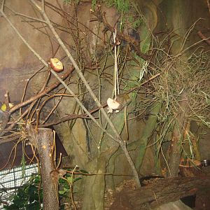 Riga Zoo - Tropical house - Marmoset exhibit