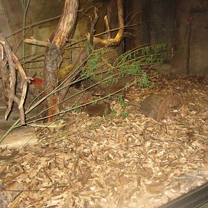 Riga Zoo - Tropical house - Mongoose exhibit