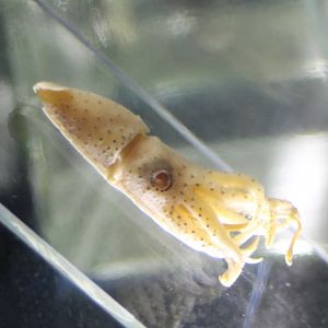 Deepsea squid