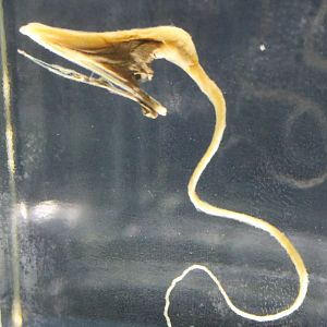 Pelican-eel - Eurypharynx pelecanoides