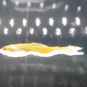 Juwel lampionfish - Lampanyctus crocodilus