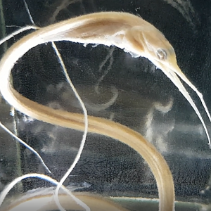 Snipe-eel - Nemichthys scolopaceus