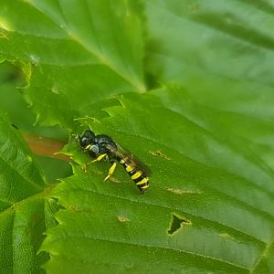 Little hover-wasp - Crabro peltarius