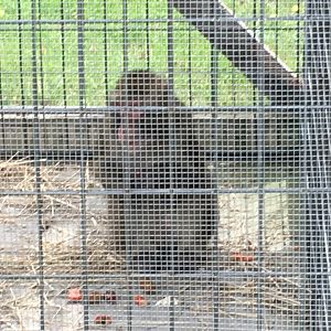Japanese Macaque (Macaca fuscata)